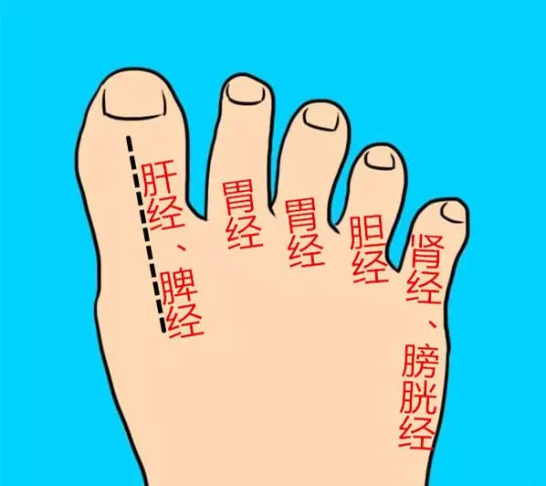 每天拉1拉足背10分鐘,疏通肝、膽、脾、胃4條經絡,少生病人健康