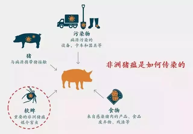 別因大意惹上牢獄之災:禁止豬肉製品入境的國家,最高可判2年刑期!