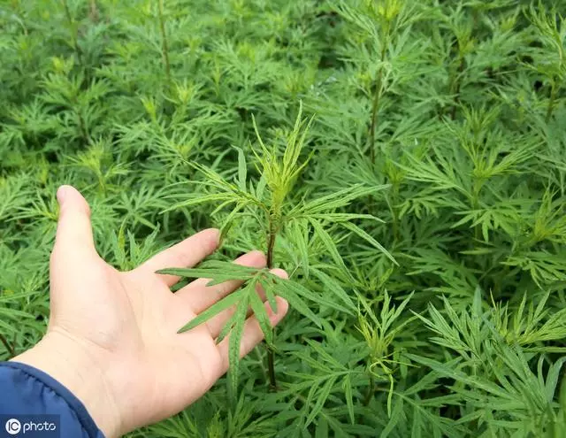 真正的養生從"腳"開始!甩掉虛胖、乏力、亞健康