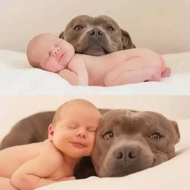 世上有一種愛叫:當寵物狗遇上小Baby
