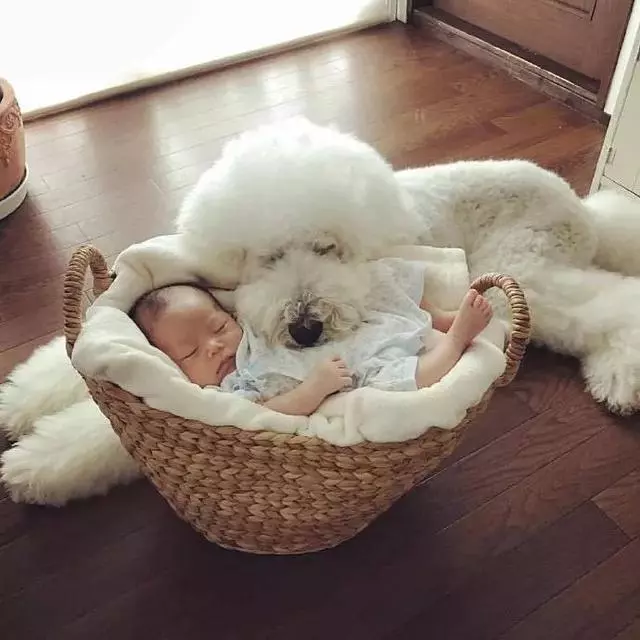 世上有一種愛叫:當寵物狗遇上小Baby