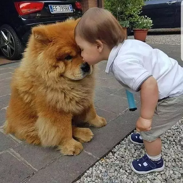 世上有一種愛叫:當寵物狗遇上小Baby