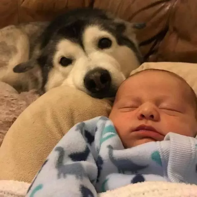 世上有一種愛叫:當寵物狗遇上小Baby
