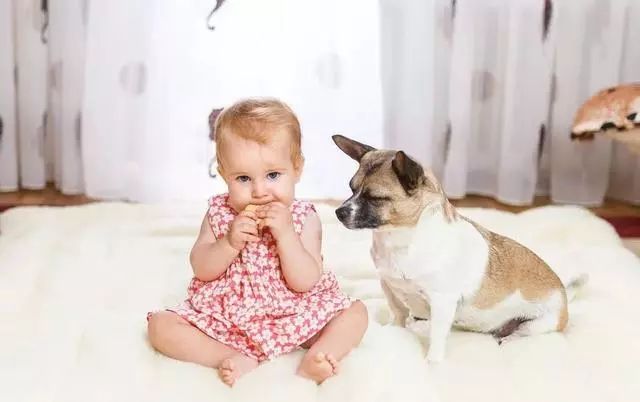 世上有一種愛叫:當寵物狗遇上小Baby