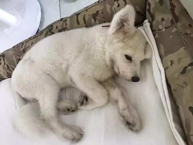 成年的狗狗會得細小嗎?