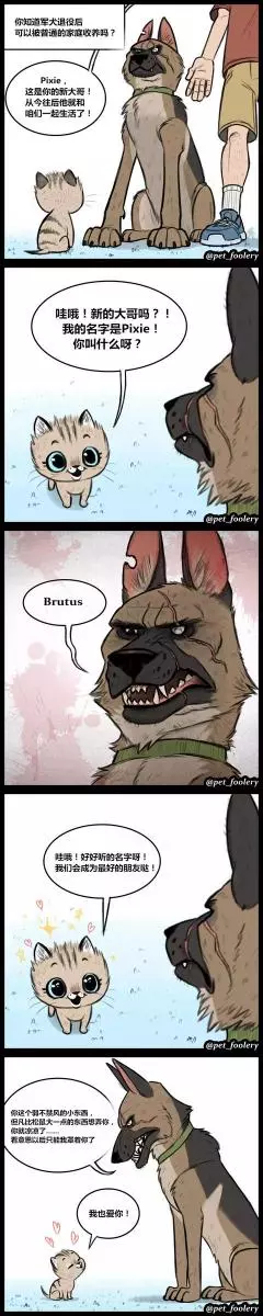 退伍軍犬被收養後,在新家遇見了一隻小貓,從此……