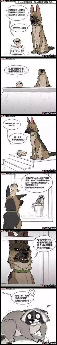 退伍軍犬被收養後,在新家遇見了一隻小貓,從此……