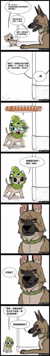 退伍軍犬被收養後,在新家遇見了一隻小貓,從此……