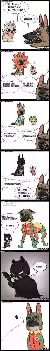 退伍軍犬被收養後,在新家遇見了一隻小貓,從此……