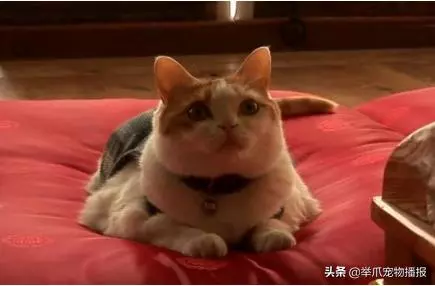 世界上第一隻吃素的貓咪,魚乾肉乾與我何干,貓咪也能信佛