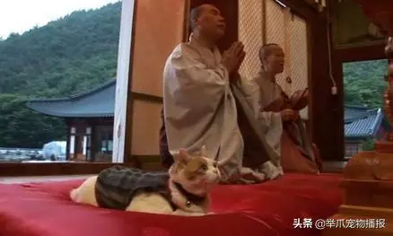 世界上第一隻吃素的貓咪,魚乾肉乾與我何干,貓咪也能信佛