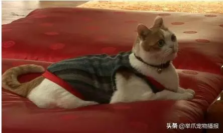 世界上第一隻吃素的貓咪,魚乾肉乾與我何干,貓咪也能信佛