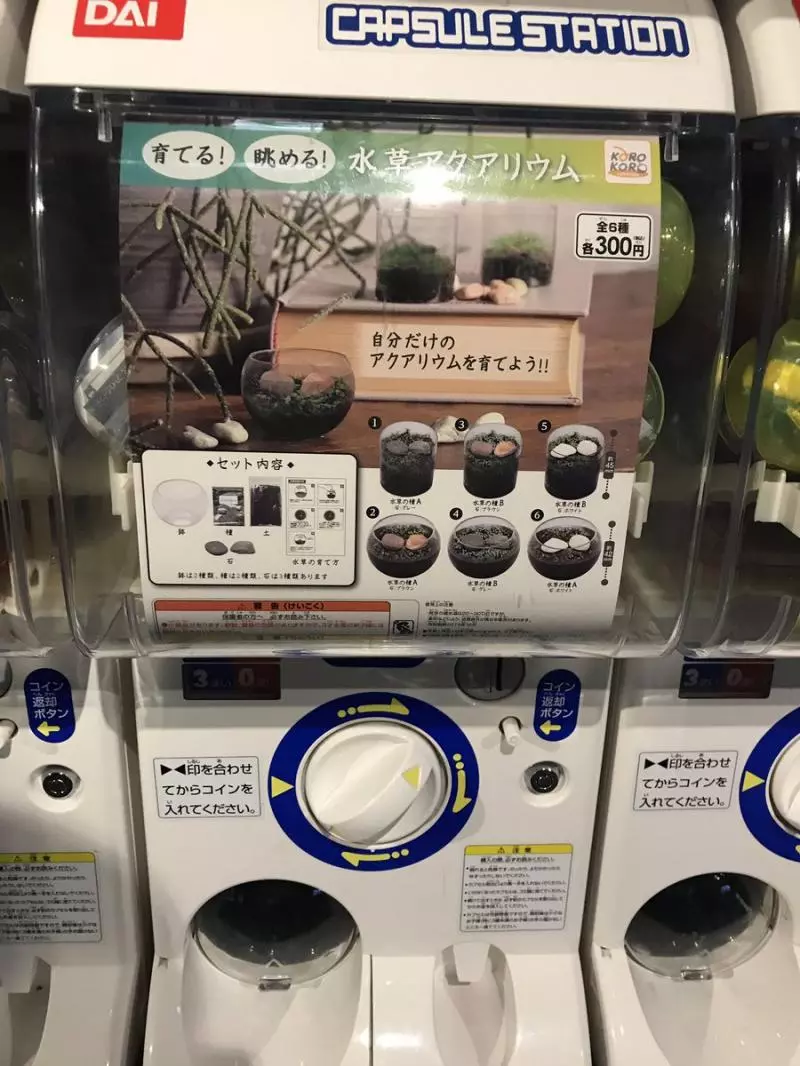 可以用轉蛋種盆栽了! 療癒「水草培育組」1週後變翠綠小森林