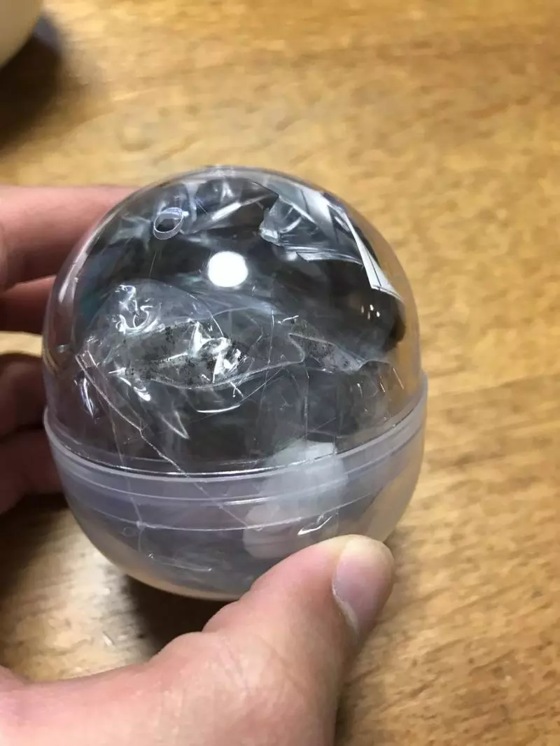 可以用轉蛋種盆栽了! 療癒「水草培育組」1週後變翠綠小森林