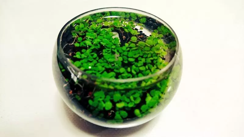 可以用轉蛋種盆栽了! 療癒「水草培育組」1週後變翠綠小森林