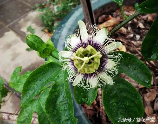 它是最強抗癌水果,一個10塊錢,癌細胞最怕它,陽台能輕鬆盆栽