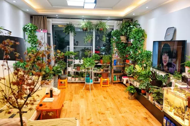 甲醛揮發要10年,家裡養上9種「吸毒草」,凈化效果一級棒!