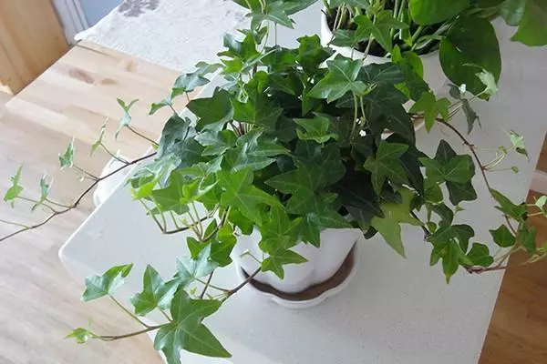甲醛揮發要10年,家裡養上9種「吸毒草」,凈化效果一級棒!