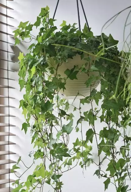 甲醛揮發要10年,家裡養上9種「吸毒草」,凈化效果一級棒!
