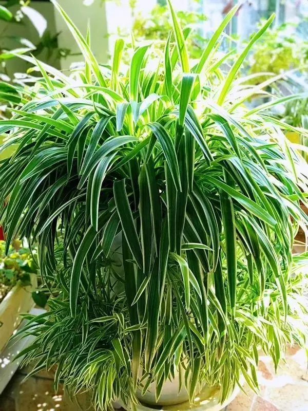 甲醛揮發要10年,家裡養上9種「吸毒草」,凈化效果一級棒!