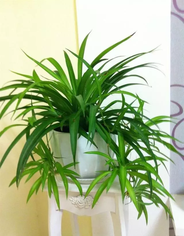 甲醛揮發要10年,家裡養上9種「吸毒草」,凈化效果一級棒!