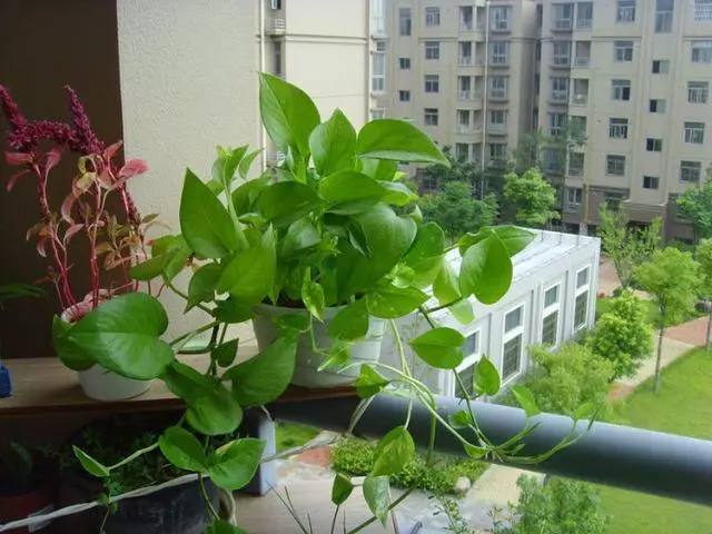 甲醛揮發要10年,家裡養上9種「吸毒草」,凈化效果一級棒!