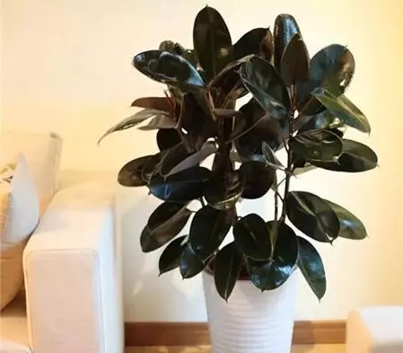 甲醛揮發要10年,家裡養上9種「吸毒草」,凈化效果一級棒!