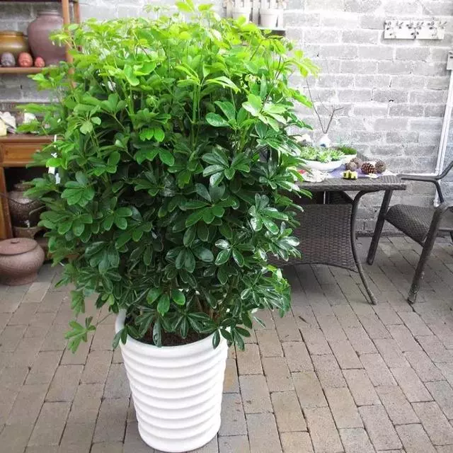甲醛揮發要10年,家裡養上9種「吸毒草」,凈化效果一級棒!