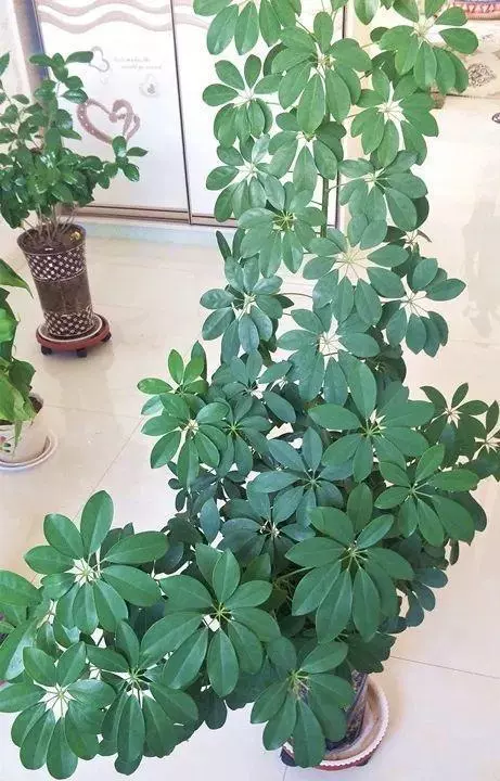 甲醛揮發要10年,家裡養上9種「吸毒草」,凈化效果一級棒!