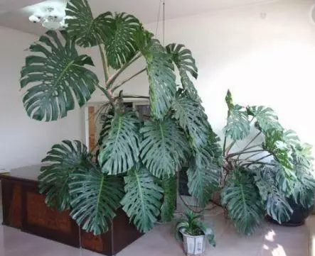 甲醛揮發要10年,家裡養上9種「吸毒草」,凈化效果一級棒!