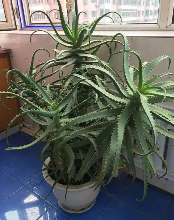 甲醛揮發要10年,家裡養上9種「吸毒草」,凈化效果一級棒!