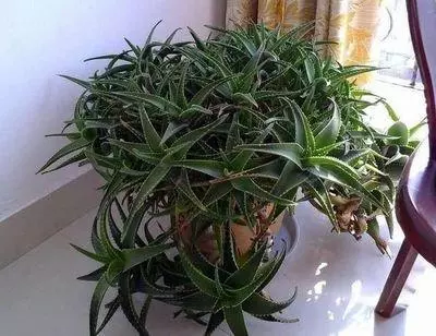 甲醛揮發要10年,家裡養上9種「吸毒草」,凈化效果一級棒!