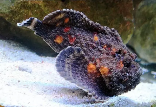 男子河邊抓到一條有「牙齒的魚」,帶回家煮來吃了,當天晚上一家五口全都哽咽了!原來這條魚不是普通的魚。