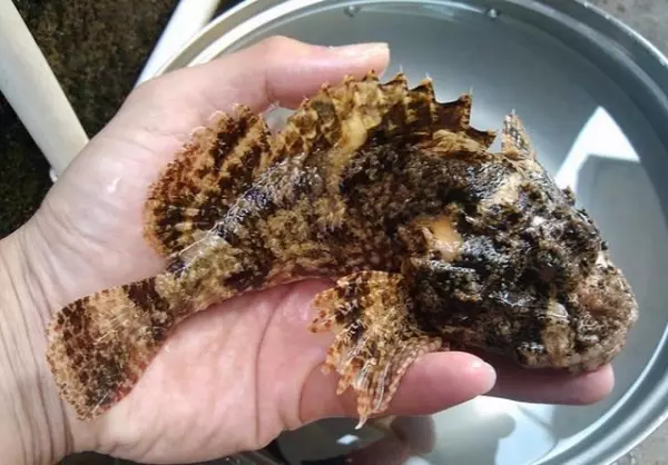 男子河邊抓到一條有「牙齒的魚」,帶回家煮來吃了,當天晚上一家五口全都哽咽了!原來這條魚不是普通的魚。