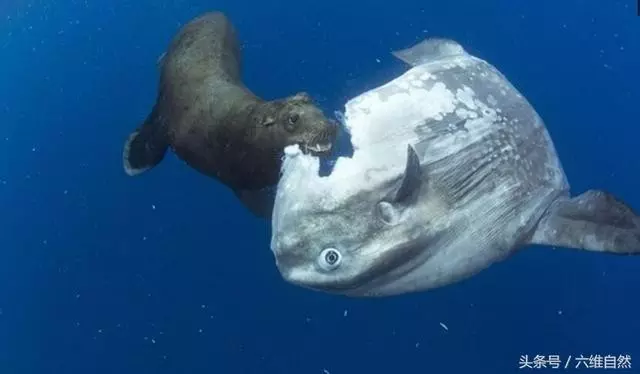 世界最遲鈍的魚❗「身體被啃掉一半」仍悠哉地在海里游泳! 活到現在全靠… 網民: 呆魚