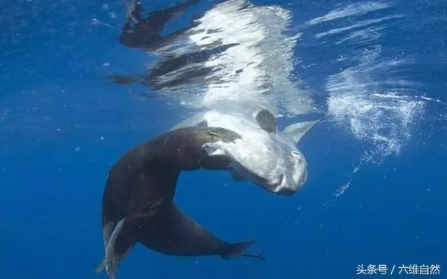 世界最遲鈍的魚❗「身體被啃掉一半」仍悠哉地在海里游泳! 活到現在全靠… 網民: 呆魚