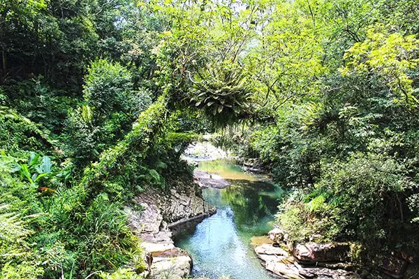 週末假期來場森林浴!全台13大夢幻步道