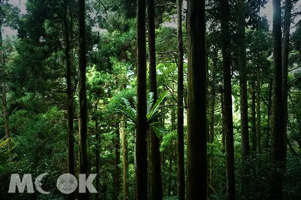 週末假期來場森林浴!全台13大夢幻步道