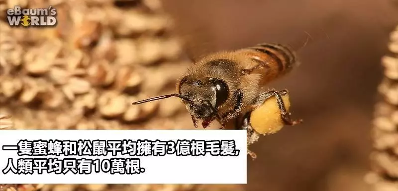 10張會顛覆你世界觀的超扯冷知識﻿