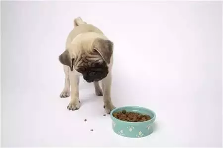 狗狗挑食的幕後黑手.