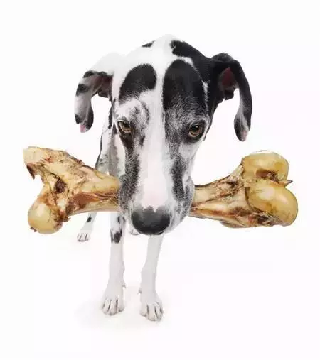 狗狗挑食的幕後黑手.