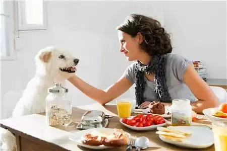 狗狗挑食的幕後黑手.