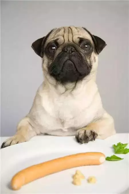 狗狗挑食的幕後黑手.