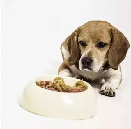 狗狗挑食的幕後黑手.
