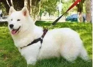 單身狗養狗是一種什麼樣的體驗