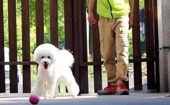 單身狗養狗是一種什麼樣的體驗