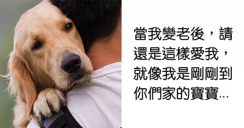 27句狗狗走之前「最想告訴你的話」 看到一半已淚流滿面… - 爆新聞