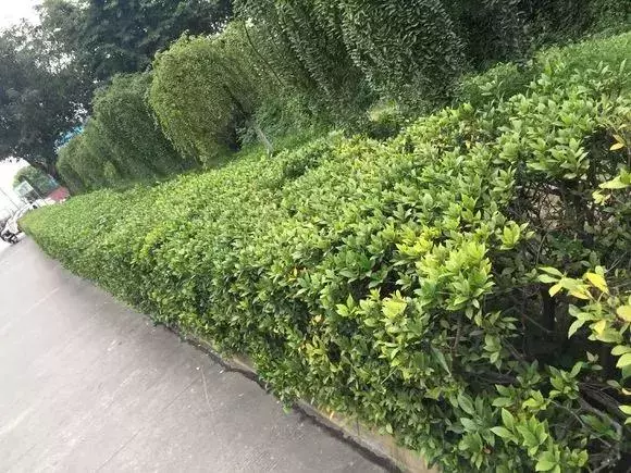 塑料瓶里裝點水,能插20種花,生根不用愁,新手一學就會!