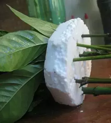 塑料瓶里裝點水,能插20種花,生根不用愁,新手一學就會!