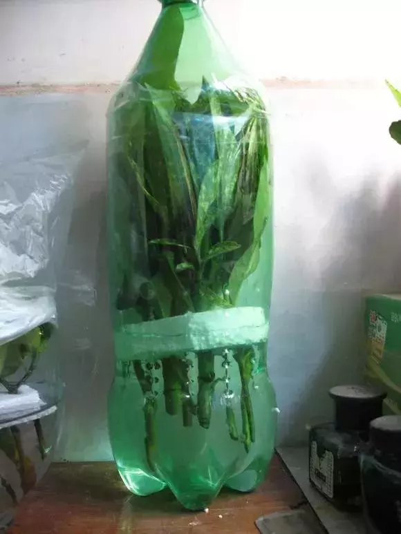 塑料瓶里裝點水,能插20種花,生根不用愁,新手一學就會!